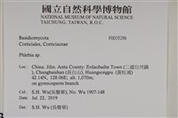 射脈菌屬藏品圖，第2張