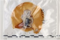 登錄號:F0035306藏品圖，第1張