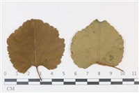 登錄號:F0035306藏品圖，第3張