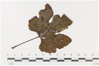 登錄號:F0035308藏品圖，第1張