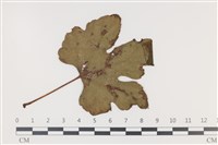 登錄號:F0035308藏品圖，第3張