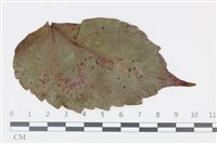 登錄號:F0035311藏品圖，第1張