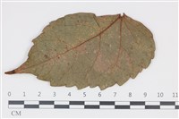 登錄號:F0035311藏品圖，第3張