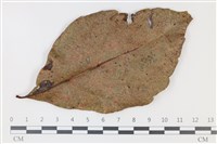 登錄號:F0035312藏品圖，第1張