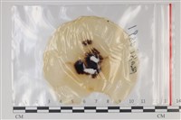 登錄號:F0035314藏品圖，第1張