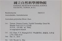 毛木耳藏品圖，第2張