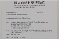 毛木耳藏品圖，第2張