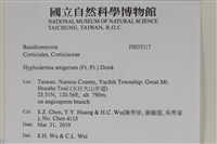 剛毛絲皮菌藏品圖，第2張