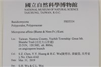 相鄰小孔菌藏品圖，第2張