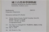 黄柄小孔菌藏品圖，第2張