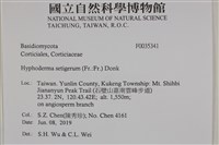 剛毛絲皮菌藏品圖，第2張