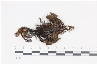 登錄號:F0035343藏品圖，第1張