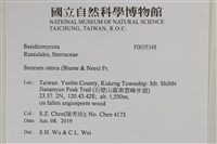 蠔韌革菌藏品圖，第2張