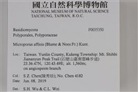 相鄰小孔菌藏品圖，第2張
