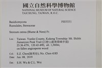 蠔韌革菌藏品圖，第2張