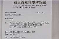 紅菇屬藏品圖，第2張
