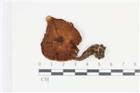 登錄號:F0035355藏品圖，第1張