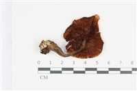 登錄號:F0035355藏品圖，第3張