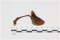 登錄號:F0035356藏品圖，第1張