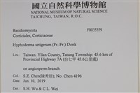 剛毛絲皮菌藏品圖，第2張