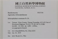 裂褶菌藏品圖，第2張