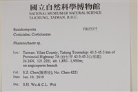 顯絲菌屬藏品圖，第2張