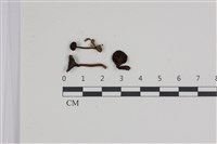 登錄號:F0035383藏品圖，第1張