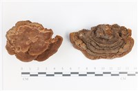 登錄號:F0035392藏品圖，第1張