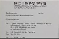 刺革菌屬藏品圖，第2張