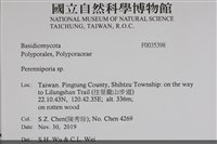 多年臥孔菌屬藏品圖，第2張