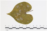 登錄號:F0035402藏品圖，第1張