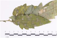 登錄號:F0035404藏品圖，第1張