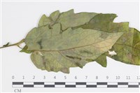 登錄號:F0035404藏品圖，第3張