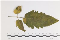 登錄號:F0035405藏品圖，第1張