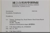 白粉病藏品圖，第2張