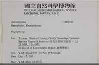 白粉病藏品圖，第2張