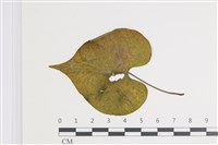 登錄號:F0035409藏品圖，第1張