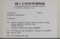 白粉病藏品圖，第2張