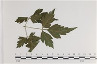登錄號:F0035412藏品圖，第1張