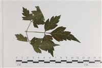 登錄號:F0035412藏品圖，第3張