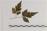 登錄號:F0035413藏品圖，第1張
