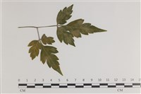 登錄號:F0035413藏品圖，第3張