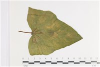 登錄號:F0035414藏品圖，第1張