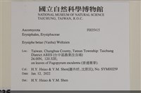 登錄號:F0035415藏品圖，第2張