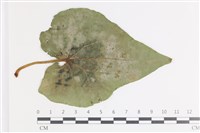 登錄號:F0035415藏品圖，第1張