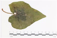 登錄號:F0035415藏品圖，第3張