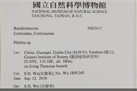 射脈菌屬藏品圖，第2張