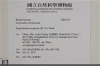 剛毛絲皮菌藏品圖，第2張