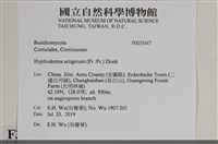 剛毛絲皮菌藏品圖，第2張
