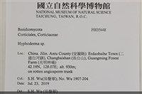 絲皮菌屬藏品圖，第2張